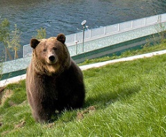 Brown Bear at Bern Bearpark