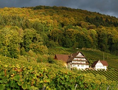 Black Forest Sasbachwalden